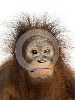 Close-up of a young Bornean orangutan making a face