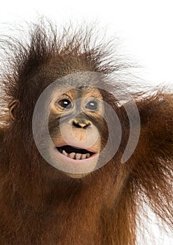 Close-up of a young Bornean orangutan, mouth opened