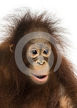 Close-up of a young Bornean orangutan, Pongo pygmaeus