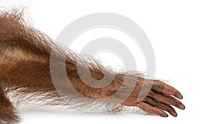 Close-up of a young Bornean orangutan's arm, Pongo pygmaeus photo