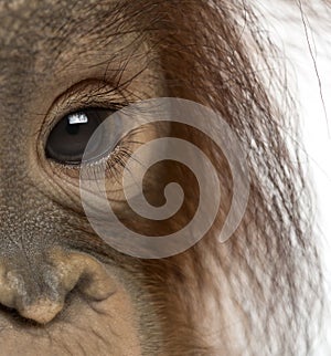 Close-up of a young Bornean orangutan's eye, Pongo pygmaeus
