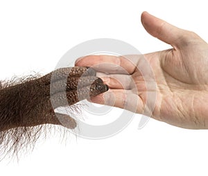 Close-up of a young Bornean orangutan's hand holding a human hand