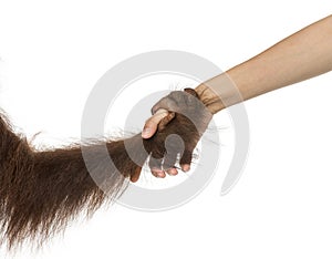 Close-up of a young Bornean orangutan's hand holding a human hand