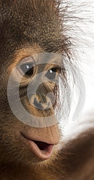 Close-up of a young Bornean orangutan's profile, Pongo pygmaeus photo