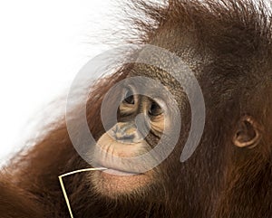 Close-up of a young Bornean orangutan with straw wisp in its mouth, Pongo pygmaeus, 18 months old, isolated on white photo