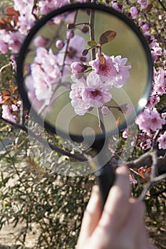 Close up of young boys hand holding a magnifying glass over a cherry blossom in the park in springtime