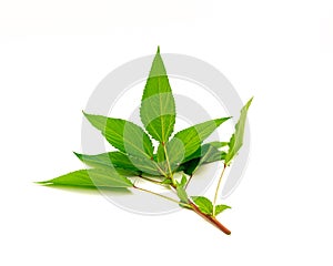 Close-up young branch of Jute mallow or red Egyptian Spinach mulukhiyah leaves isolated on white