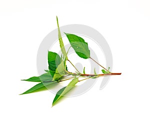 Close-up young branch of Jute mallow or red Egyptian Spinach mulukhiyah leaves isolated on white