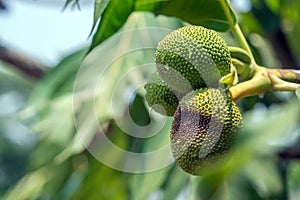 Close up of young breadfruit buds on the tree