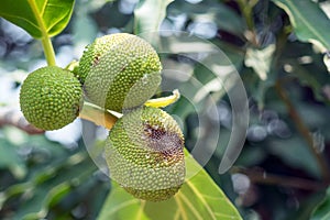 Close up of young breadfruit buds on the tree