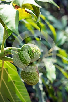 Close up of young breadfruit buds on the tree