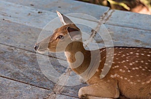 Close-up of young brown deer in zoo