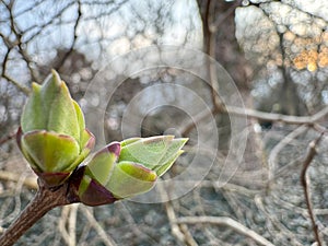 Close-up of a young bud of a plant preparing for budding in spring
