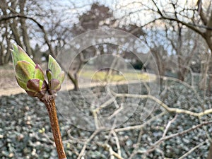 Close-up of a young bud of a plant preparing for budding in spring