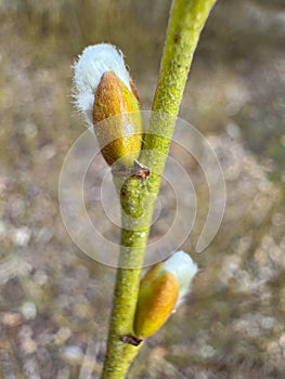 Close-up of a young bud of a plant preparing for budding in spring