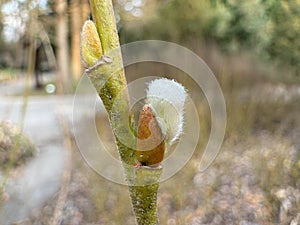 Close-up of a young bud of a plant preparing for budding in spring