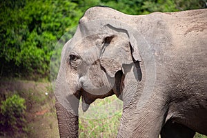 Close up of a young bull elephant elephus maximus indicus in Minneriya National Park, Sri Lanka