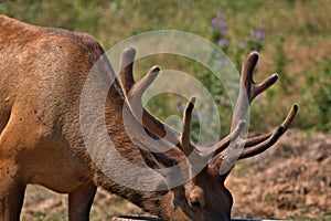 Close up of a young Bull Elk