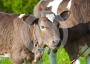 Close up of a young calfs photo