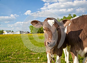 Close up of a young calfs