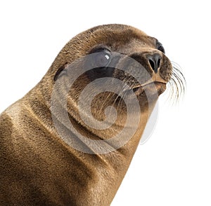Close-up of a Young California Sea Lion