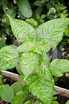 Young chili tree on the ground