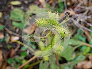 Close up of a young cocklebur plant