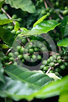Close up of young coffee beans on coffee tree