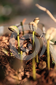 Close Up of a Young Coffee Plant Sprout Seedling from the Ground with Sunlight.