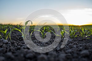 Close up young corn sprouts growing in a fertile soil. Maize seedling on the agricultural field with blue sky