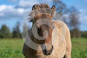 Close up of a cute brown Icelandic horse foal