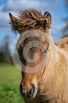 Close up portrait of a cute brown Icelandic horse foal