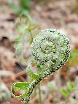 Close up of young curled fern in fiddlehead stage