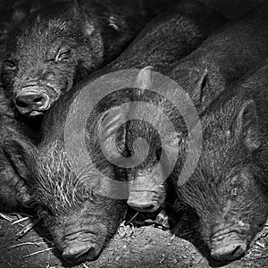 Close up of young cute little piglets