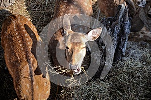 Close up of young deer eating hay looking at the camera