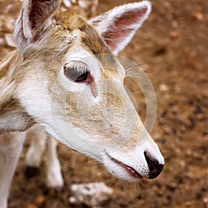 Close-up of young deer head