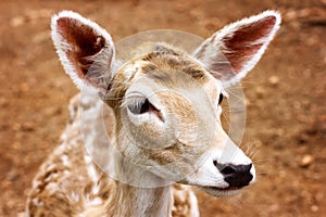 Close-up of young deer head