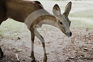 Close up on young deer, motion blur