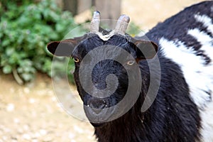 Close-up of a young domestic goat Capra hircus or Capra aegagrus hircus