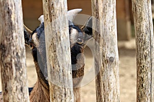 Close-up of a young domestic goat Capra hircus or Capra aegagrus hircus behind the fence