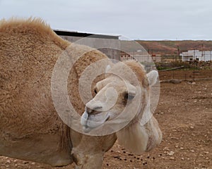 Close up of a young dromedary or Arabian camel