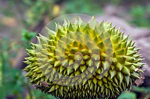 Close up of a young Durian fruit Durio zibethinus