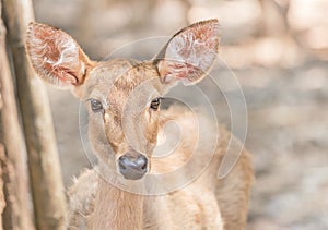 Close up young Eldâ€™s deer, Thamin, brow antlered deer Cervus eldi thamin or Cervus eldi Siamensis