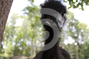 Close up Young Emu with Forest Background