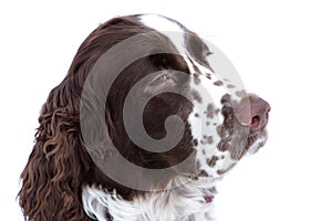 Close up young english springer spaniel