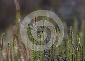 Interrumpido28rígido flotar,,29 en Bosque se ilumina de acuerdo a luz de sol 