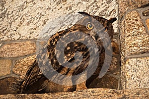 Close-up of a young Eurasian eagle-owl, Bubo bubo