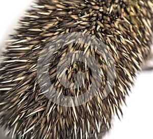 Close-up of a Young European hedgehog coat, isolated