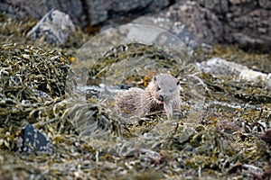 Close up of a young european otter cub Lutra lutra eating a flat fish