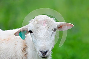 Close up of a young ewe